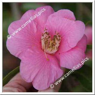 Camellia Hybride C.x williamsii 'Rose Court'