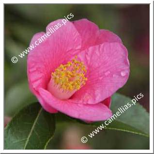 Camellia Hybrid C.x williamsii 'Rose Court'