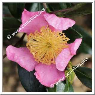 Camellia Sasanqua 'Rose de Ségur'
