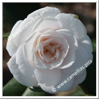 Camellia Japonica 'Rose des Sables'