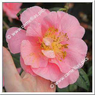 Camellia Hybride C.reticulata 'Rose du Steir'