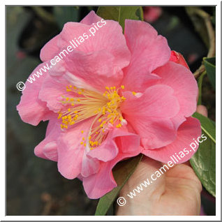 Camellia Hybride C.reticulata 'Rose du Steir'