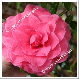 Camellia Hybrid C.x williamsii 'Rose Parade'