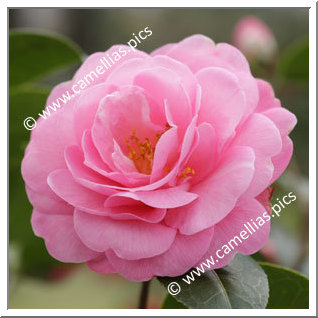 Camellia Hybrid C.x williamsii 'Rose Quartz'