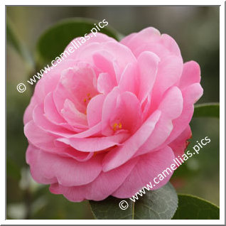 Camellia Hybrid C.x williamsii 'Rose Quartz'