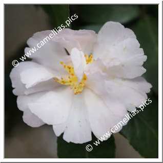 Camellia Sasanqua 'Rosea'