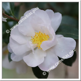 Camellia Sasanqua 'Rosea'