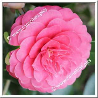 Camellia Japonica 'Rosea Plena'