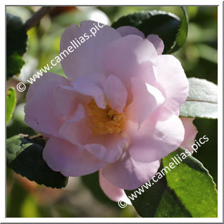 Camellia Sasanqua 'F.L.M. Rosella '