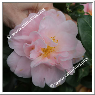 Camellia Japonica 'Rosemary Kinzer'