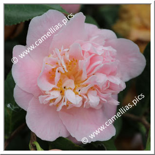 Camellia Japonica 'Rosemary Kinzer'