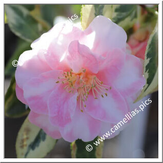 Camellia Japonica 'Rosemary Kinzer Variegated'