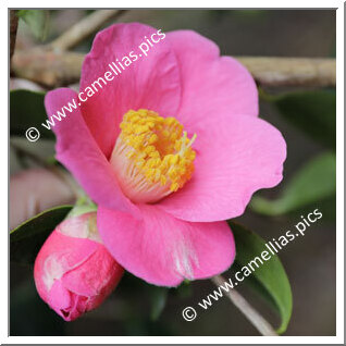 Camellia Hybrid C.x williamsii 'Rosemary Williams'