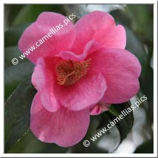 Camellia Hybrid C.x williamsii 'Rosemary Williams'