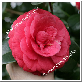 Camellia Japonica 'Rosendale's Beauty'