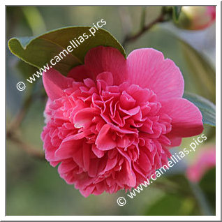 Camellia Japonica 'Rosetta '