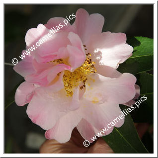 Camellia Hybrid C.x williamsii 'Rosina Sobeck '