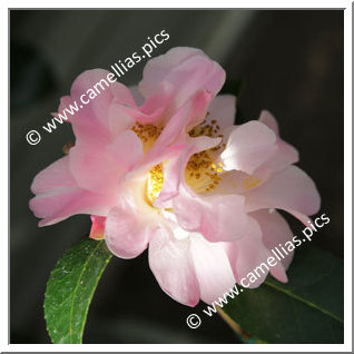 Camellia Hybrid C.x williamsii 'Rosina Sobeck '