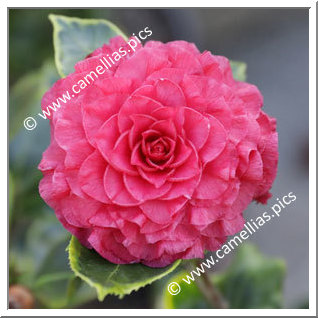 Camellia Japonica 'Nuccio's Bella Rossa Crinkled'