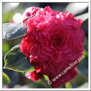 Camellia Japonica 'Nuccio's Bella Rossa Crinkled'