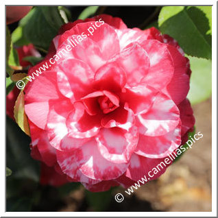 Camellia Japonica 'Nuccio's Bella Rossa Variegated'
