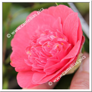 Camellia Japonica 'Rossii '