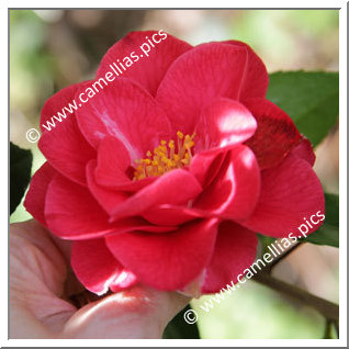 Camellia Japonica 'Rouge Baiser'