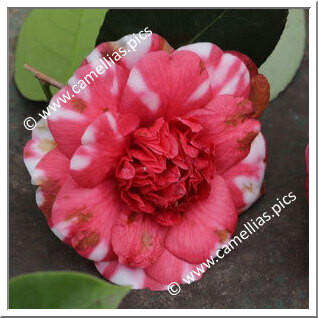 Camellia Japonica 'Rouvroy'