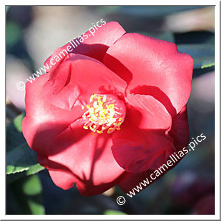 Camellia Japonica 'Royal Velvet'