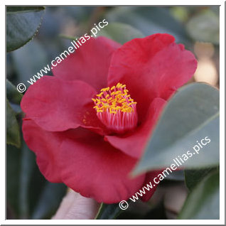 Camellia Japonica 'Royal Velvet'