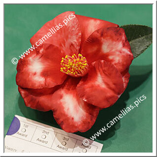 Camellia Japonica 'Royal Velvet Variegated'