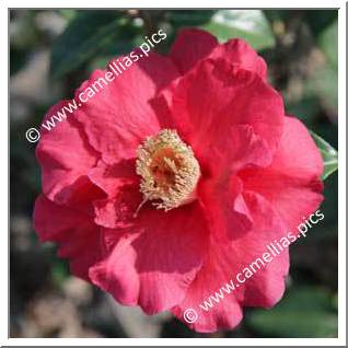 Camellia Hybrid 'Royalty'