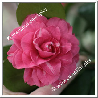 Camellia Japonica 'Rubens'