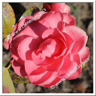 Camellia Japonica 'Rubescens'