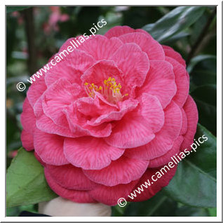 Camellia Japonica 'Rubescens Major'