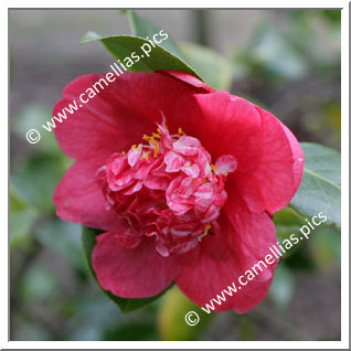 Camellia Japonica 'Rubina'