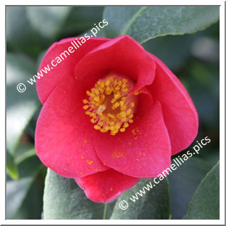 Camellia Japonica 'Rubra'