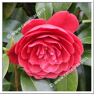 Camellia Japonica 'Rubra Maxima'