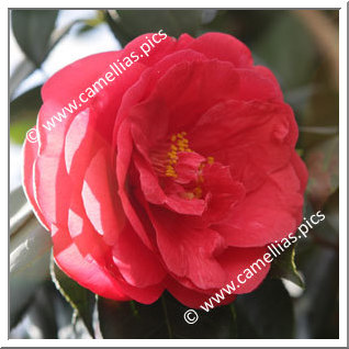 Camellia Japonica 'Rubra Plena'
