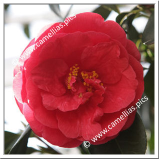 Camellia Japonica 'Rubra Plena'