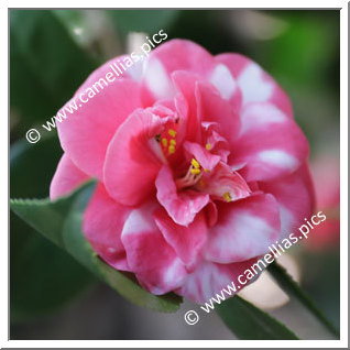 Camellia Japonica 'Rubricaulis'