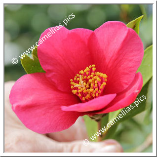 Camellia Hybrid C.x williamsii 'Ruby Bells'