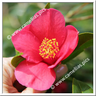 Camellia Hybride C.x williamsii 'Ruby Bells'
