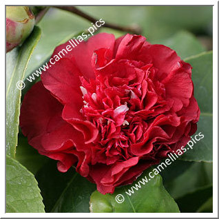 Camellia Hybrid C.x williamsii 'Ruby Wedding'