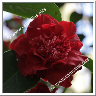 Camellia Hybride C.x williamsii 'Ruby Wedding'