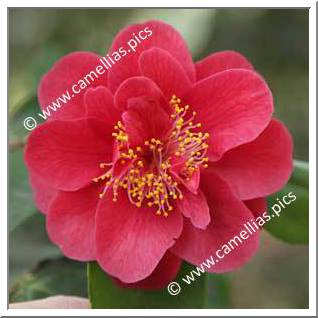 Camellia Japonica 'Ruddigore'
