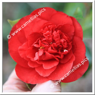 Camellia Japonica 'Rudolph'