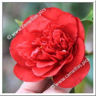 Camellia Japonica 'Rudolph'