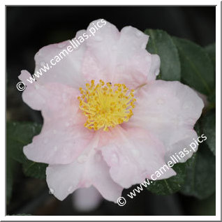 Camellia Sasanqua 'Russhay'