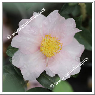 Camellia Sasanqua 'Russhay'